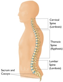Curves of the Spine Figure 1